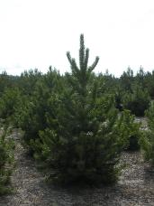 Lodgepole Pine